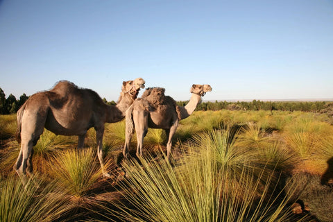 Two camels