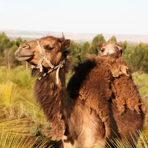 Camel and calf