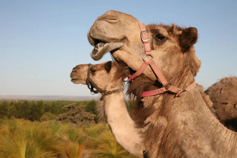 Two camels