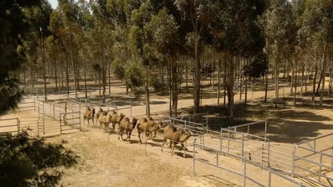 Camel Farm