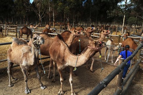 The world wants more camel milk and Australia can help
