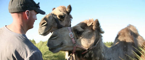 Man standing next to a camel with a clear sky background