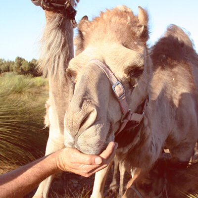 Good Earth Dairy Camels