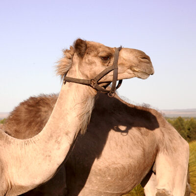 Good Earth Dairy Camels